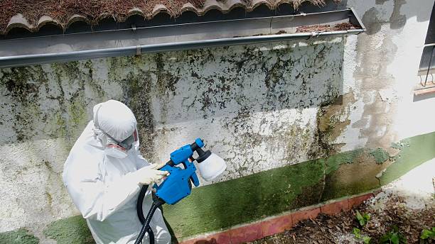 Top rated local Mold Cleanup specialists in Spring Hill, FL